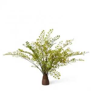 Fern Maiden Hair Stump - 56 x 56 x 36cm by null, a Plants for sale on Style Sourcebook