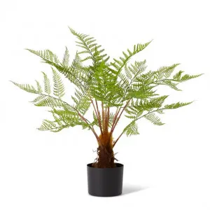 Fern Woodland Potted - 71 x 71 x 79cm by null, a Plants for sale on Style Sourcebook