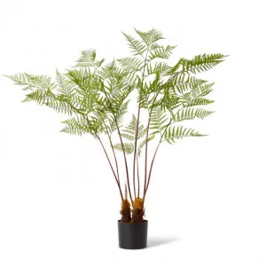 Fern Woodland Potted - 97 x 99 x 157cm by null, a Plants for sale on Style Sourcebook