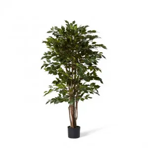 Ficus Tree - 80 x 80 x 150cm by null, a Plants for sale on Style Sourcebook