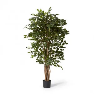 Ficus Tree - 90 x 90 x 180cm by null, a Plants for sale on Style Sourcebook
