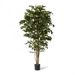 Ficus Tree - 100 x 100 x 210cm by null, a Plants for sale on Style Sourcebook