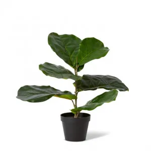 Fiddle Plant Potted - 42 x 30 x 40cm by null, a Plants for sale on Style Sourcebook