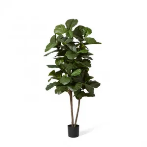 Fiddle Tree - 70 x 70 x 180cm by null, a Plants for sale on Style Sourcebook