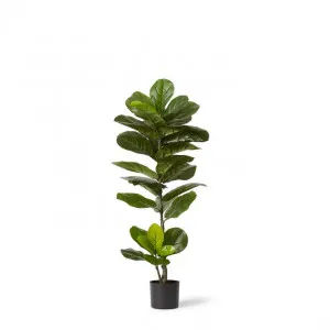 Fiddle Tree - 50 x 50 x 110cm by null, a Plants for sale on Style Sourcebook