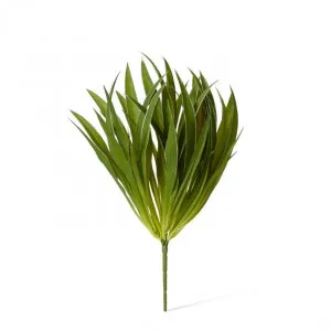 Grass Buffalo Plant - 30 x 30 x 35cm by null, a Plants for sale on Style Sourcebook