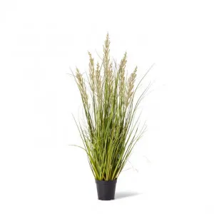 Grass Prairie Potted - 50 x 50 x 90cm by null, a Plants for sale on Style Sourcebook