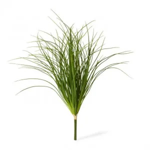 Grass Tussock Plant - 55 x 55 x 65cm by null, a Plants for sale on Style Sourcebook