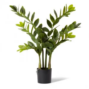 Zanzibar Gem Potted - 42 x 42 x 70cm by null, a Plants for sale on Style Sourcebook
