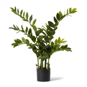 Zanzibar Gem Potted - 60 x 60 x 90cm by null, a Plants for sale on Style Sourcebook