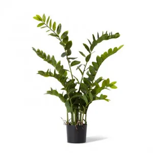 Zanzibar Gem Potted - 80 x 80 x 110cm by null, a Plants for sale on Style Sourcebook