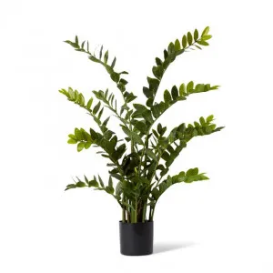 Zanzibar Gem Potted - 80 x 80 x 135cm by null, a Plants for sale on Style Sourcebook