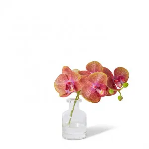 Phalaenopsis Orchid in Vase - 25 x 10 x 20cm by null, a Plants for sale on Style Sourcebook