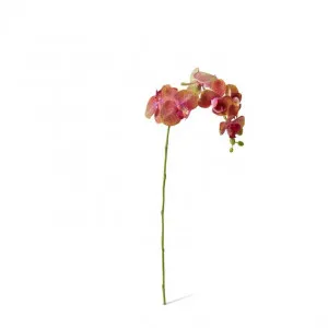 Phalaenopsis Orchid Stem - 25 x 10 x 55cm by null, a Plants for sale on Style Sourcebook