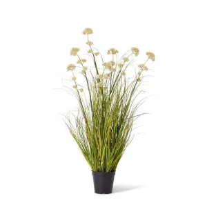 Grass Pom Pom Reed Potted - 60 x 60 x 91cm by null, a Plants for sale on Style Sourcebook
