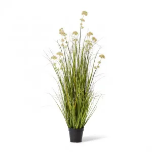 Grass Pom Pom Reed Potted - 70 x 70 x 122cm by null, a Plants for sale on Style Sourcebook