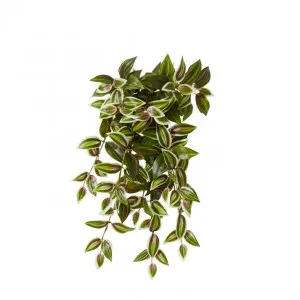 Wandering Jew Hanging Plant - 20 x 20 x 50cm by null, a Plants for sale on Style Sourcebook