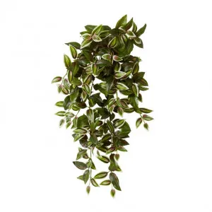 Wandering Jew Hanging Plant - 28 x 28 x 65cm by null, a Plants for sale on Style Sourcebook