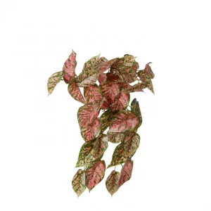 Aglaonema Hanging Plant - 27 x 22 x 40cm by null, a Plants for sale on Style Sourcebook