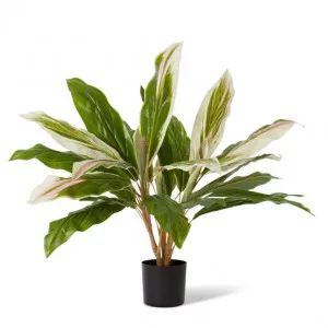 Cordyline Potted - 60 x 60 x 71cm by null, a Plants for sale on Style Sourcebook