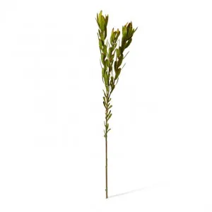 Leucadendron Spray - 23 x 5 x 89cm by null, a Plants for sale on Style Sourcebook