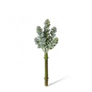 Bell Sedum Pick - 7 x 7 x 15cm by null, a Plants for sale on Style Sourcebook