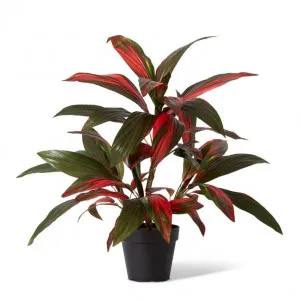 Cordyline Plant Potted - 60 x 60 x 70cm by null, a Plants for sale on Style Sourcebook