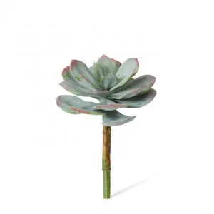 Echeveria Prince Stem - 16 x 16 x 23cm by null, a Plants for sale on Style Sourcebook