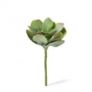 Flapjack Succulent Stem - 23 x 23 x 38cm by null, a Plants for sale on Style Sourcebook