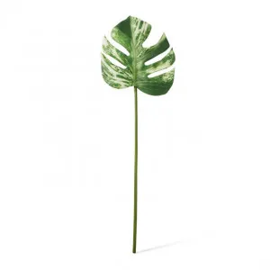 Monstera Lush Stem - 23 x 2 x 70cm by null, a Plants for sale on Style Sourcebook