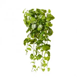 Pothos Mable Vine Hanging Plant - 50 x 40 x 90cm by null, a Plants for sale on Style Sourcebook