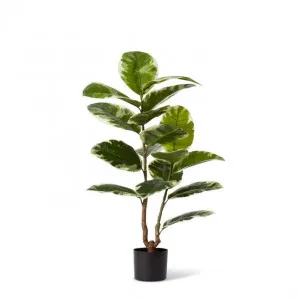 Rubber Plant Grand Potted - 68 x 68 x 90cm by null, a Plants for sale on Style Sourcebook