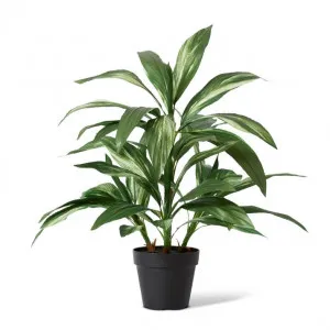 Cordyline Plant Potted - 60 x 60 x 70cm by null, a Plants for sale on Style Sourcebook