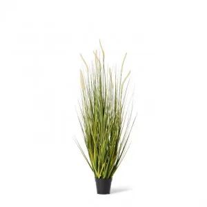 Grass Foxtail Potted - 60 x 60 x 120cm by null, a Plants for sale on Style Sourcebook
