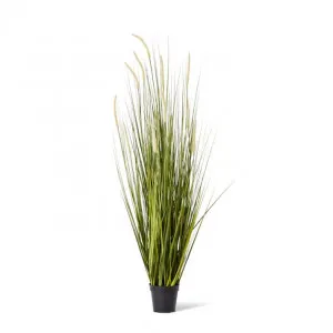 Grass Foxtail Potted - 70 x 70 x 150cm by null, a Plants for sale on Style Sourcebook