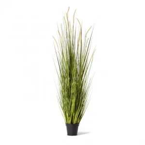 Grass Foxtail Potted - 70 x 70 x 170cm by null, a Plants for sale on Style Sourcebook