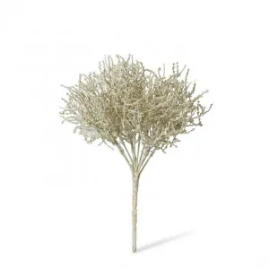 Santolina Bush - 23 x 23 x 27cm by null, a Plants for sale on Style Sourcebook