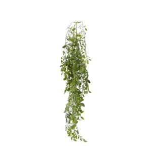 Lemon Beauty Hanging Vine - 20 x 12 x 80cm by null, a Plants for sale on Style Sourcebook