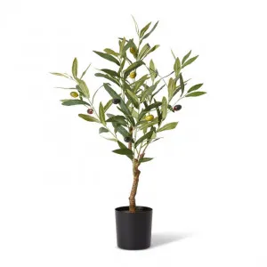 Olive Tree - 33 x 33 x 61cm by null, a Plants for sale on Style Sourcebook