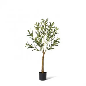 Olive Tree - 36 x 36 x 91cm by null, a Plants for sale on Style Sourcebook