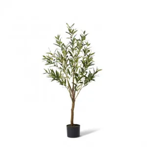 Olive Tree - 46 x 46 x 122cm by null, a Plants for sale on Style Sourcebook
