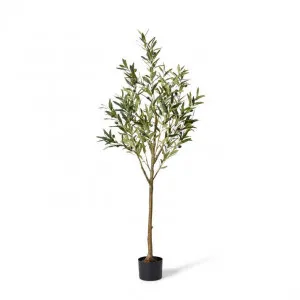 Olive Tree - 56 x 56 x 152cm by null, a Plants for sale on Style Sourcebook