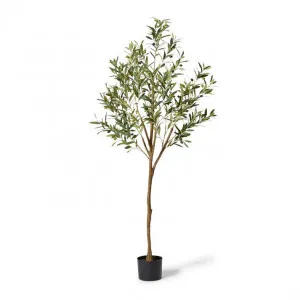 Olive Tree - 61 x 61 x 183cm by null, a Plants for sale on Style Sourcebook