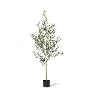 Olive Tree - 55 x 55 x 170cm by null, a Plants for sale on Style Sourcebook