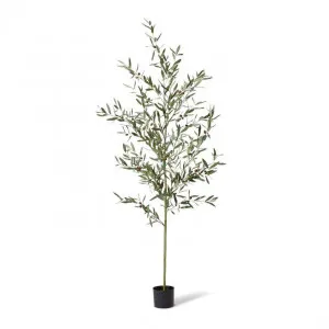 Olive Tree - 75 x 75 x 200cm by null, a Plants for sale on Style Sourcebook