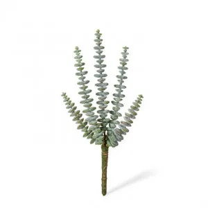 String of Buttons Sedum Stem - 15 x 15 x 25cm by null, a Plants for sale on Style Sourcebook