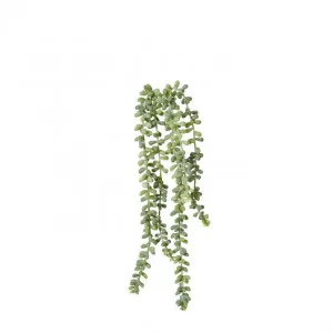 String of Pearls - 8 x 8 x 42cm by null, a Plants for sale on Style Sourcebook