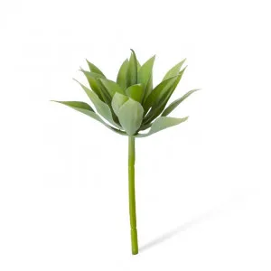 Agave Mini - 12 x 12 x 12cm by null, a Plants for sale on Style Sourcebook