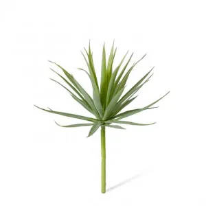 Agave Needle - 15 x 15 x 14cm by null, a Plants for sale on Style Sourcebook