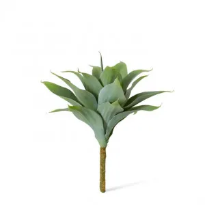 Agave Nova Plant - 34 x 34 x 38cm by null, a Plants for sale on Style Sourcebook